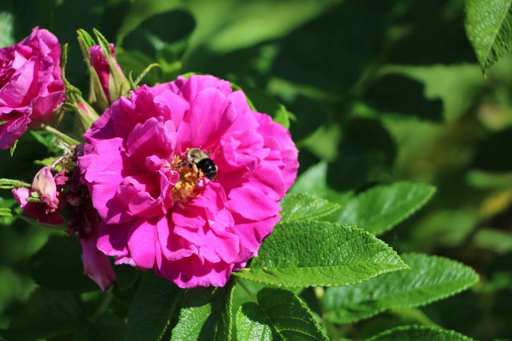 Fleur de rosier visitée par une abeille