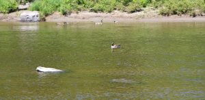 Oiseaux aquatiques dans une rivière