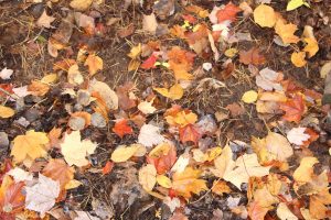 Feuilles d'arbres tombées au sol à l'automne